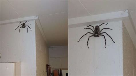 家裏出現蜘蛛 房子磁場不合